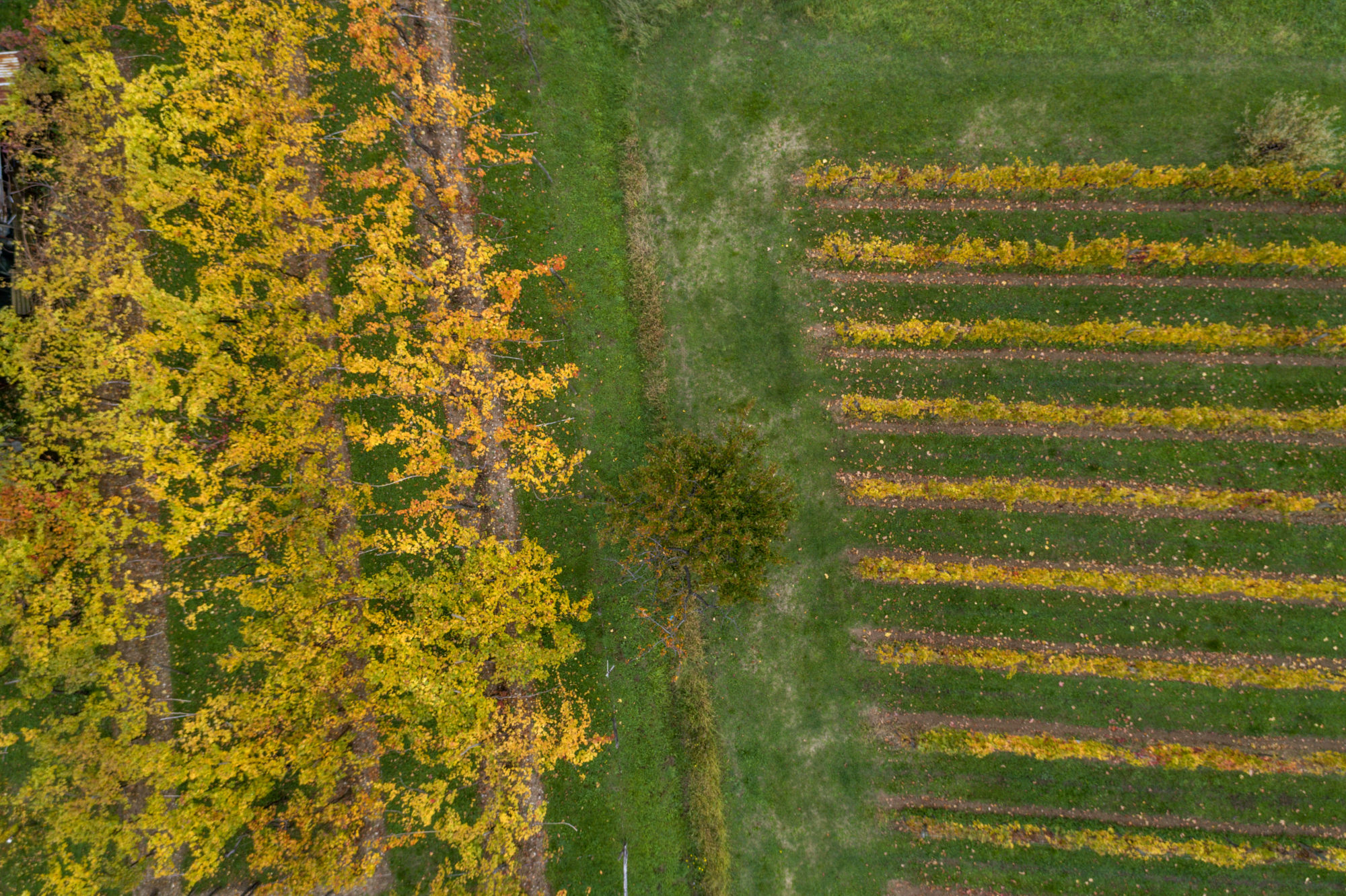 Foto di Vigneti