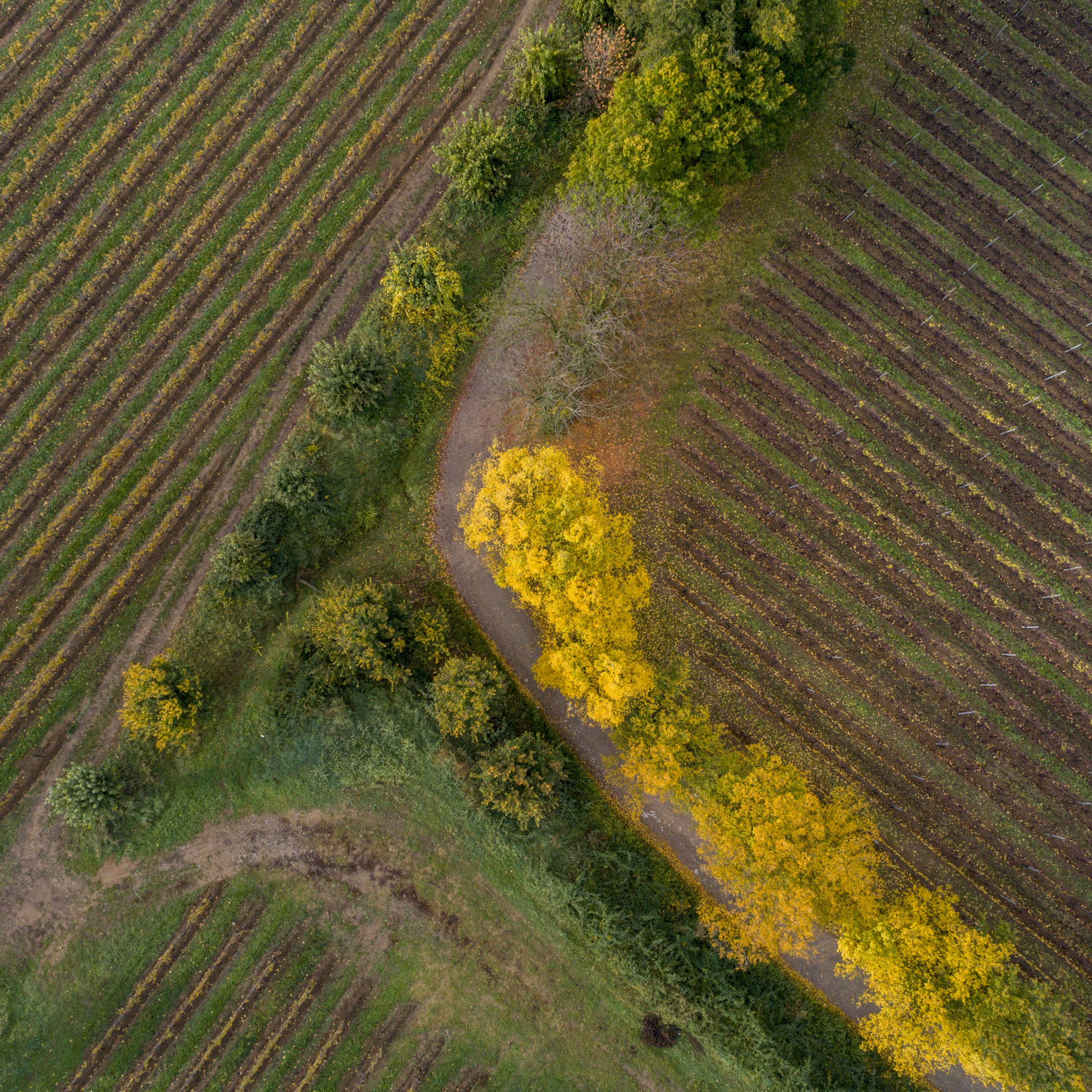 Foto di Vigneti