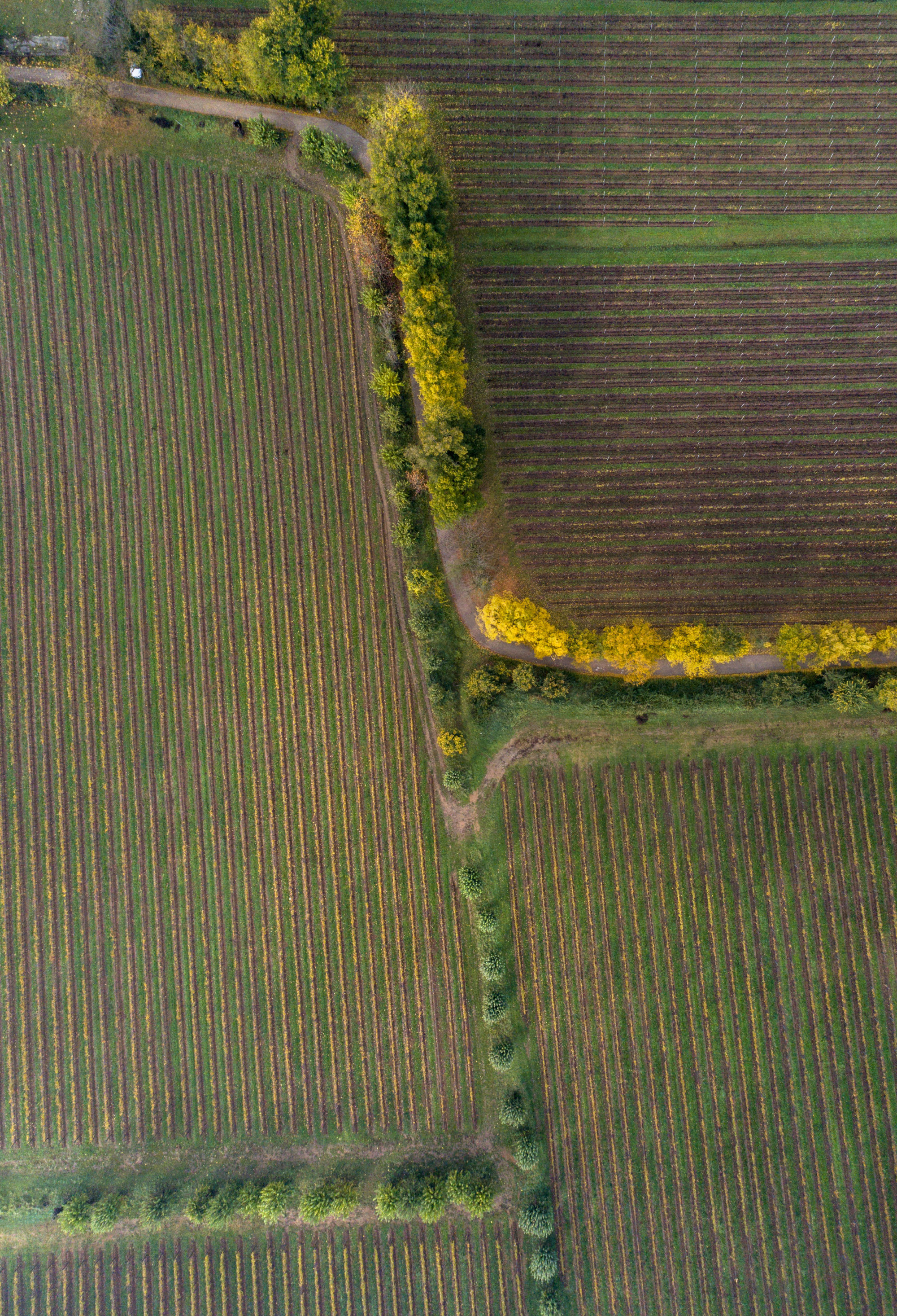 Foto di Vigneti