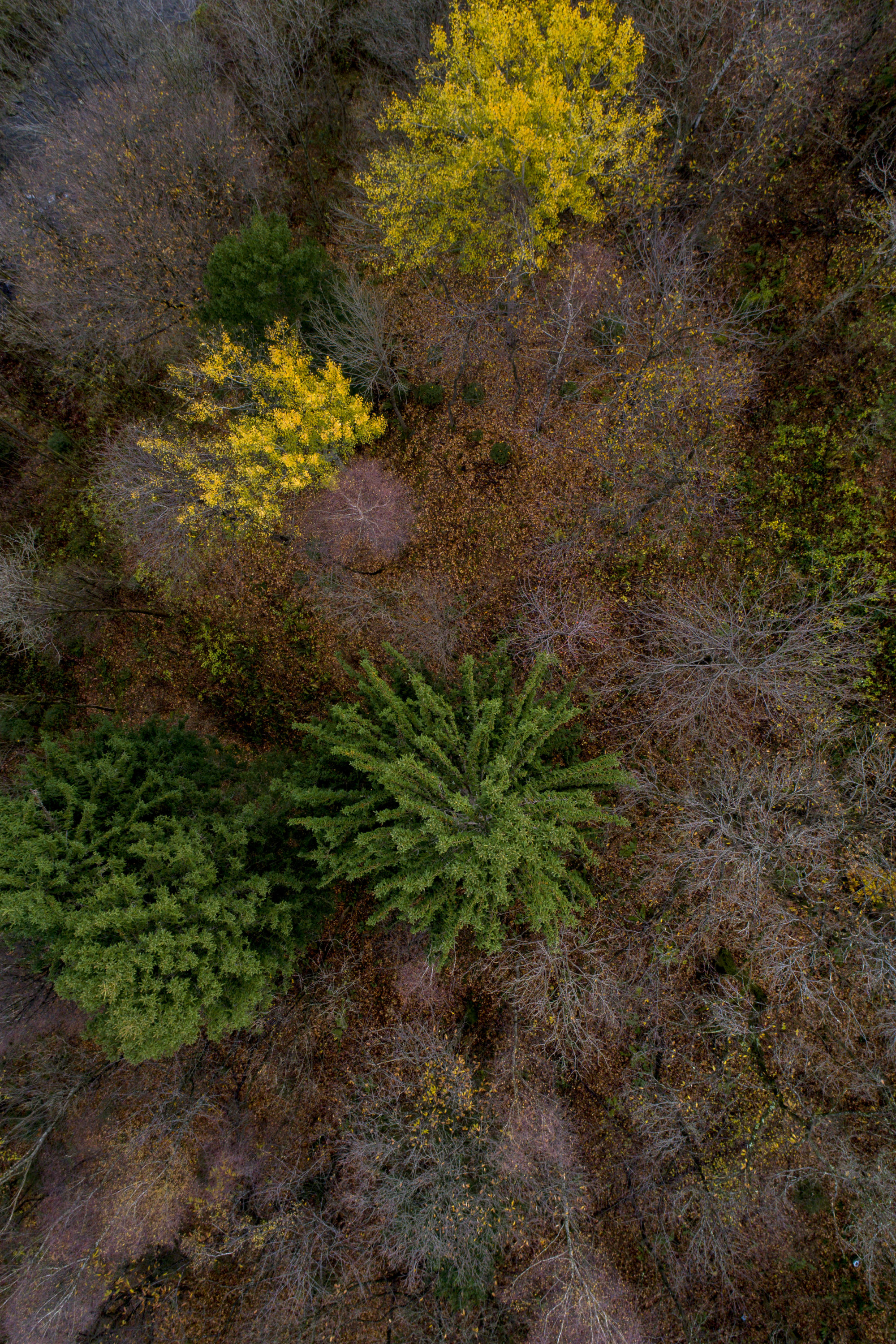 Foto di Alberi in autunno