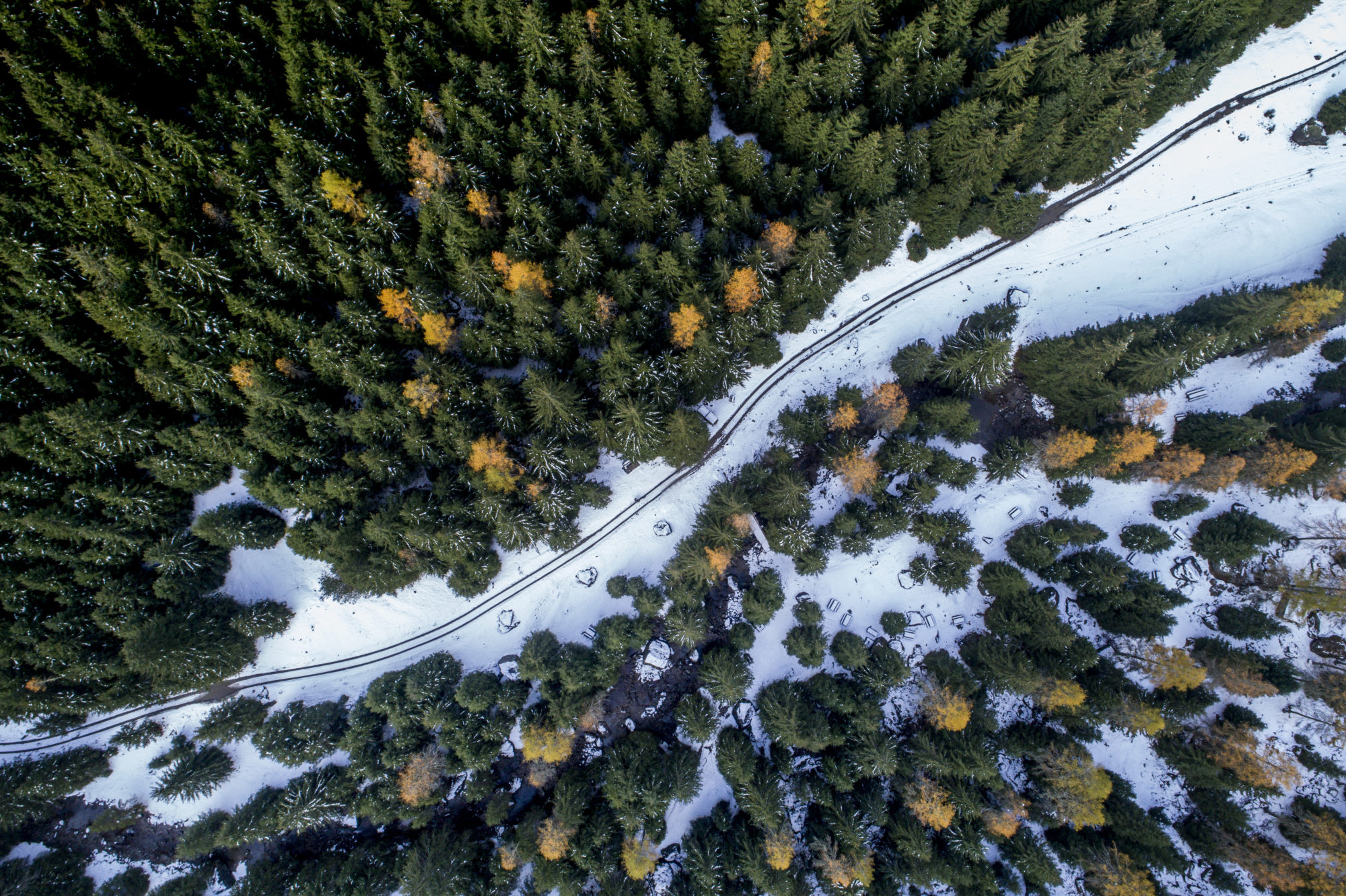 Foto di Una strada innevata tra gli alberi della val di Campovecchio