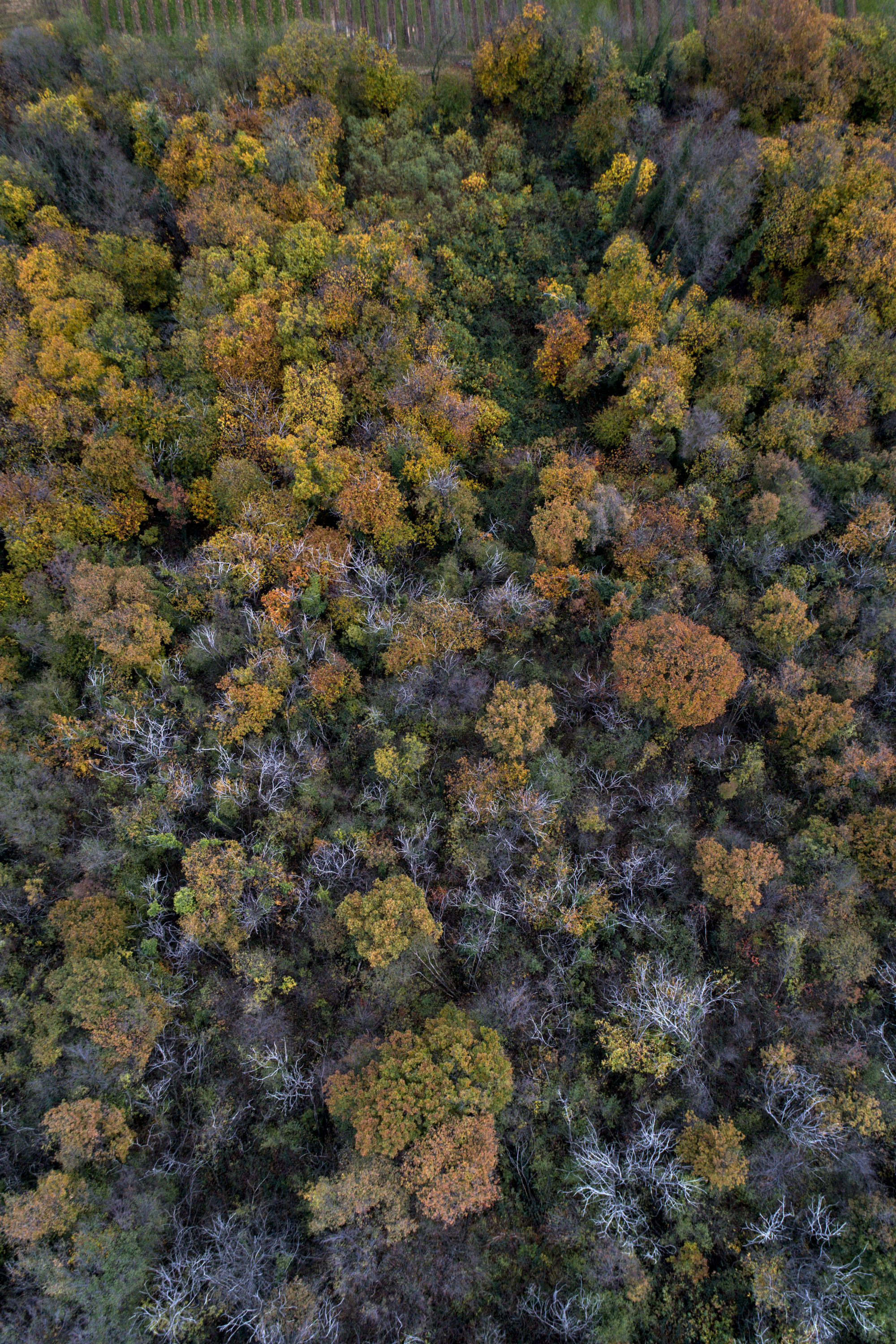 Foto di Bosco