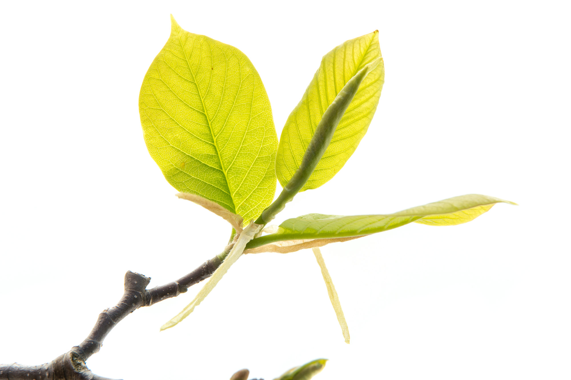 Foto di Germoglio di Magnolia