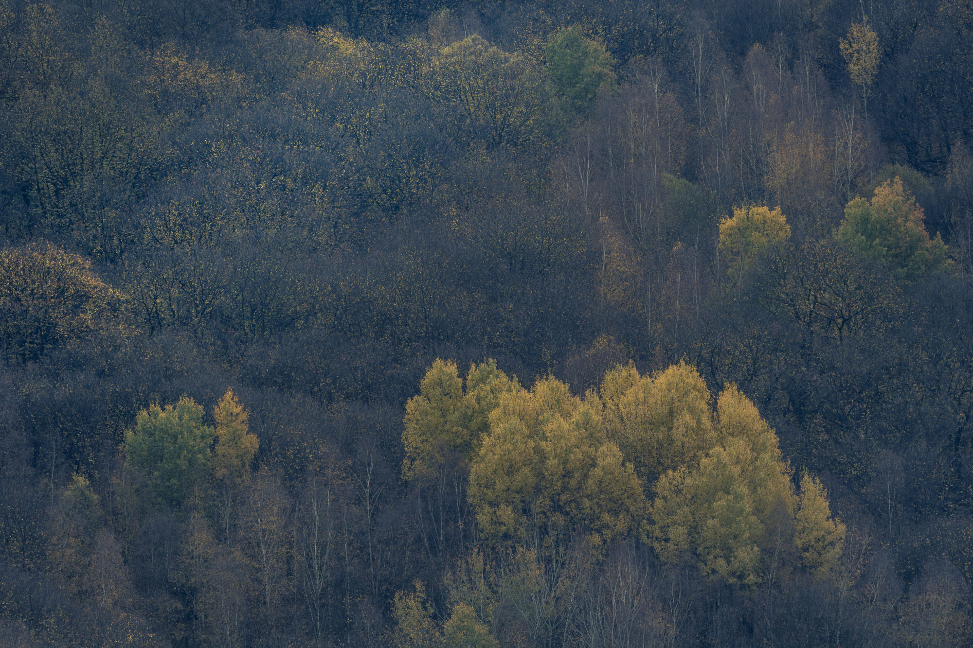 Foto di Un bosco della valle caminica in autunno