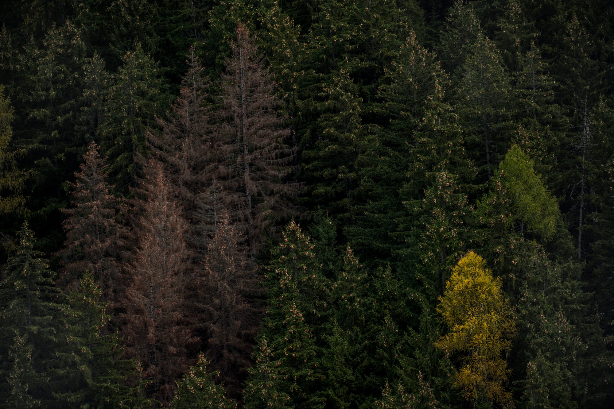 Foto di Bosco di conifere in autunno