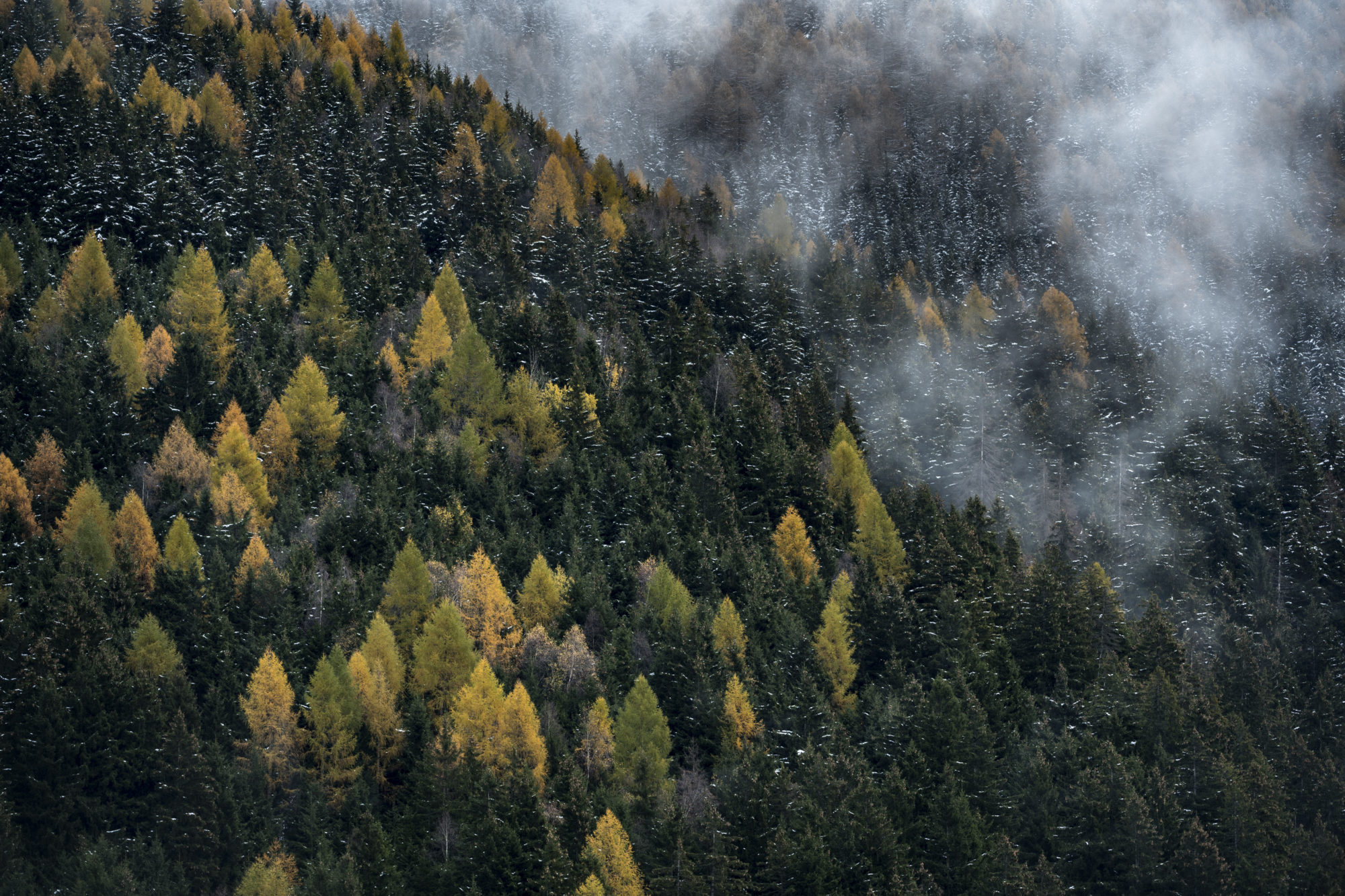 Foto di Un bosco di conifere appena innevato