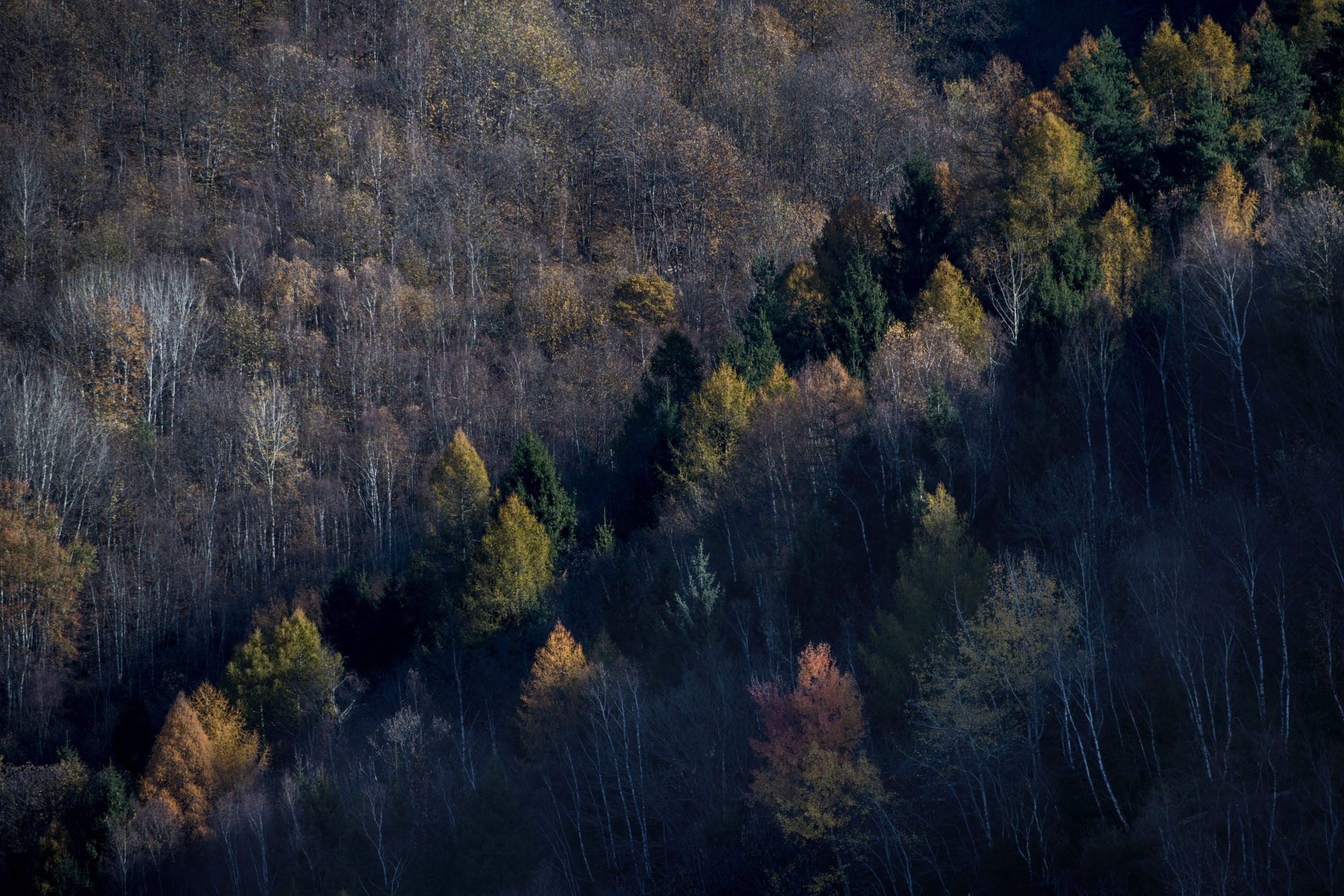 Foto di luci e ombre disegnano un bosco in alta Valle Camonica