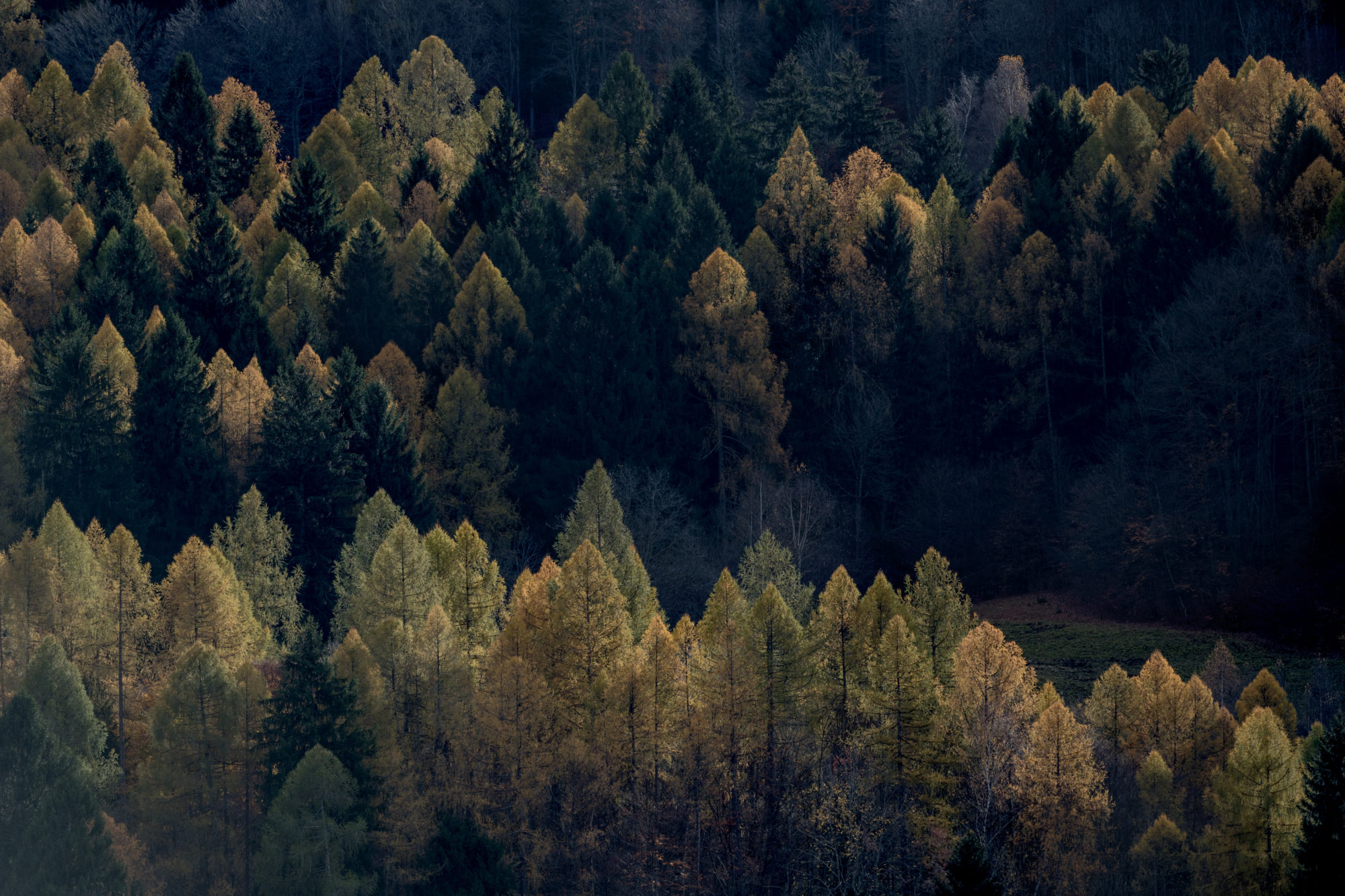 Foto di bosco di conifere in autunno