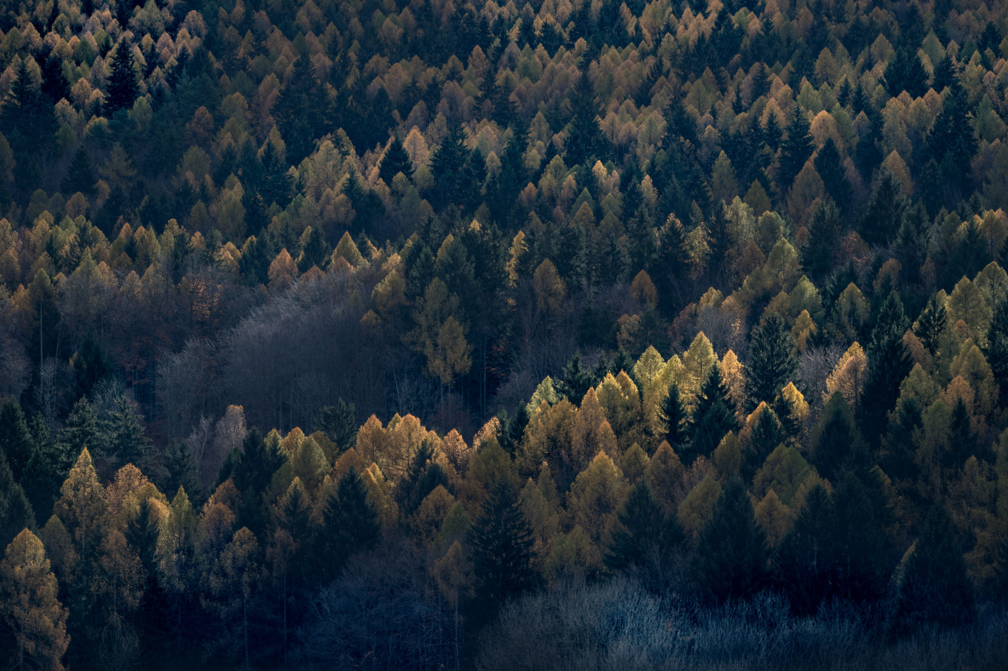 Foto di bosco di conifere in autunno