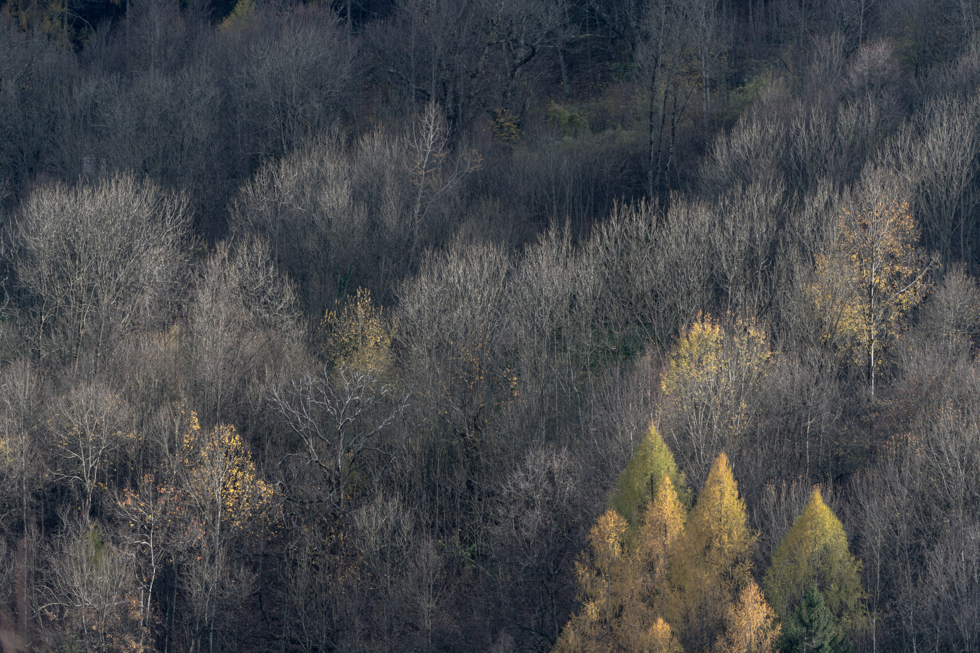 Foto di Un bosco in alta Valle Camonica