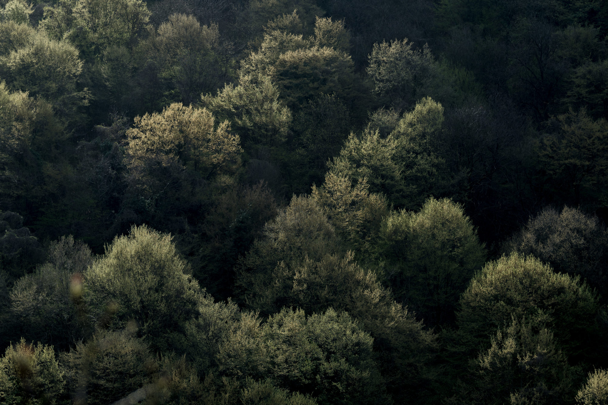 Foto di Bosco