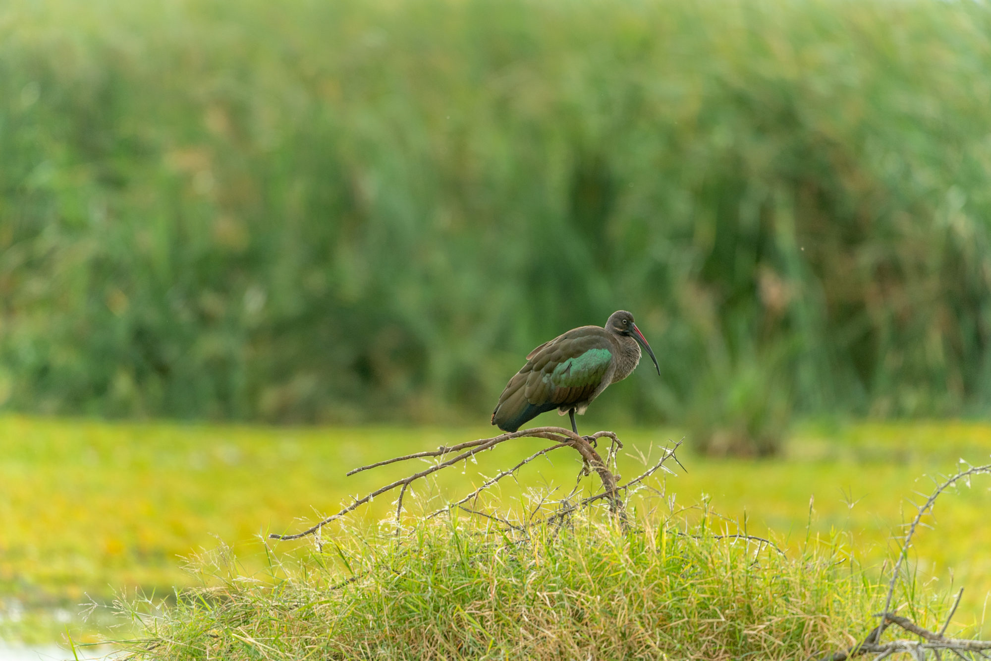 Foto di Tanzania