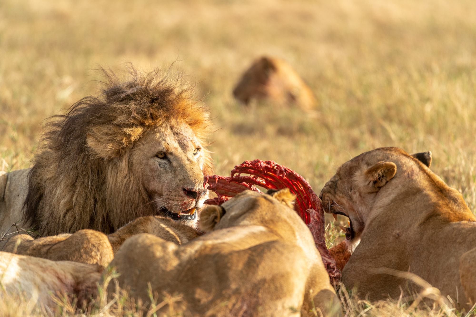 Foto di Tanzania