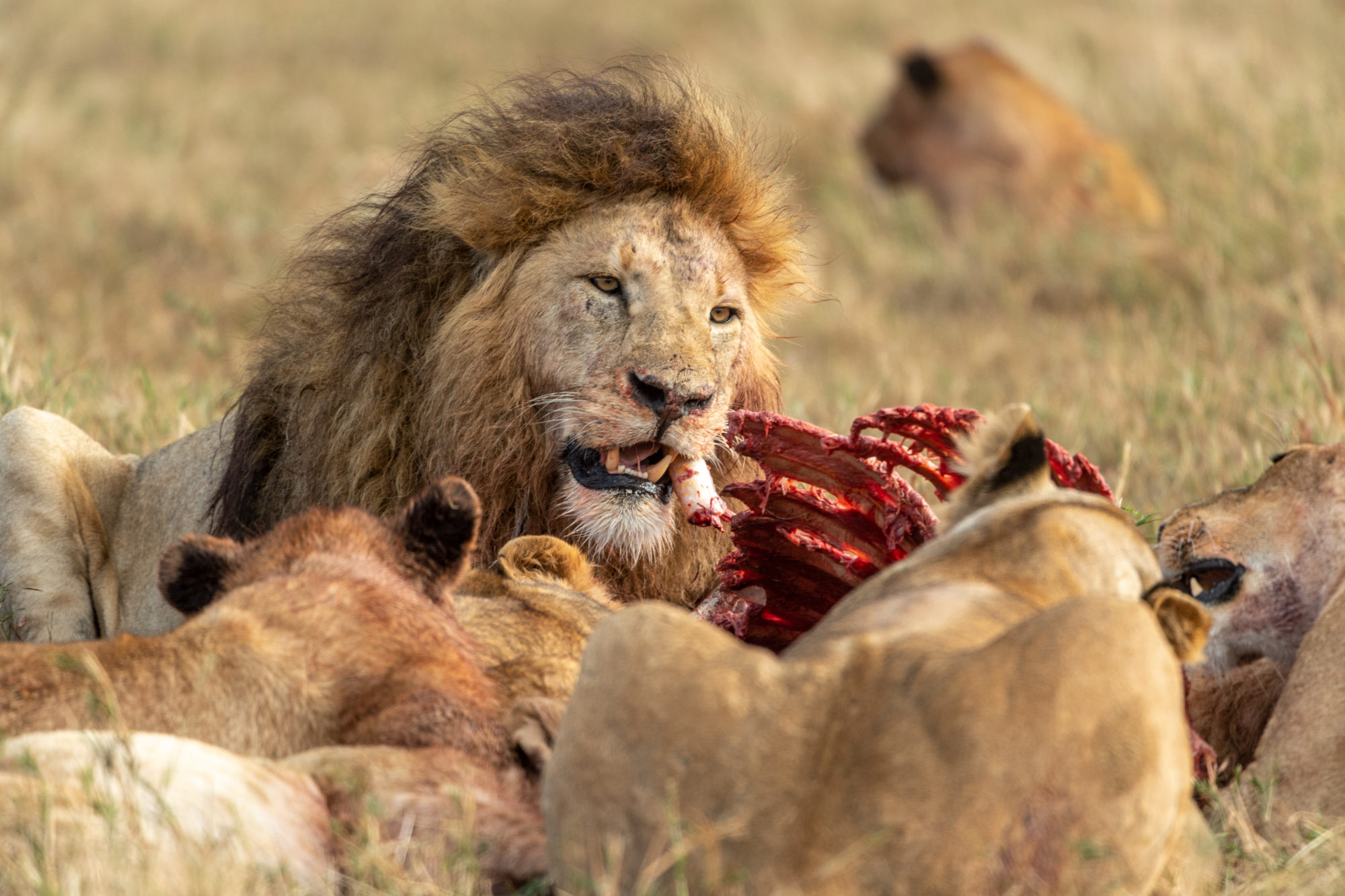 Foto di Tanzania