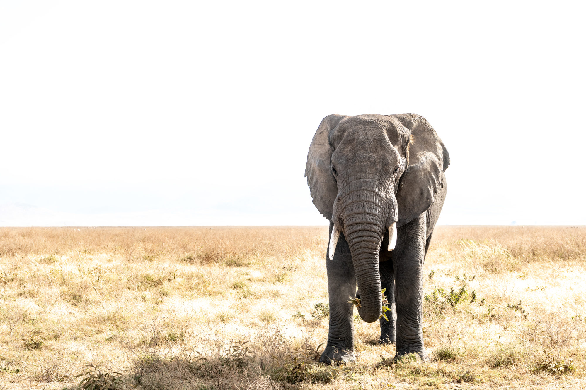 Foto di Tanzania